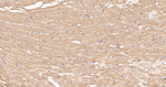 Cytochrome P450 Reductase Antibody in Immunohistochemistry (Paraffin) (IHC (P))