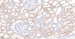 Cytochrome P450 Reductase Antibody in Immunohistochemistry (Paraffin) (IHC (P))