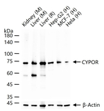 Cytochrome P450 Reductase Antibody in Western Blot (WB)