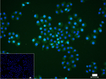GMNN Recombinant Rabbit Monoclonal Antibody (6G8)