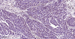 GMNN Antibody in Immunohistochemistry (Paraffin) (IHC (P))