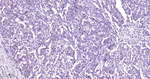 GMNN Antibody in Immunohistochemistry (Paraffin) (IHC (P))