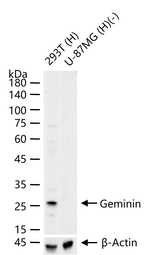 GMNN Antibody in Western Blot (WB)