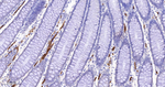 GYPC Antibody in Immunohistochemistry (Paraffin) (IHC (P))
