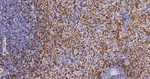 GYPC Antibody in Immunohistochemistry (Paraffin) (IHC (P))