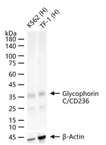 GYPC Antibody in Western Blot (WB)