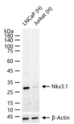 Nkx3.1 Antibody in Western Blot (WB)