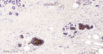 Mammaglobin A Antibody in Immunohistochemistry (Paraffin) (IHC (P))