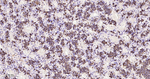 Prolactin Antibody in Immunohistochemistry (Paraffin) (IHC (P))