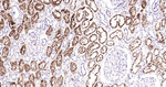NAPSA Antibody in Immunohistochemistry (Paraffin) (IHC (P))