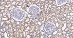 MSMB Antibody in Immunohistochemistry (Paraffin) (IHC (P))