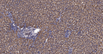 MSMB Antibody in Immunohistochemistry (Paraffin) (IHC (P))