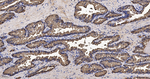 MSMB Antibody in Immunohistochemistry (Paraffin) (IHC (P))