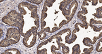 MSMB Recombinant Rabbit Monoclonal Antibody (8D3)