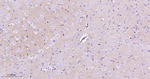 K-cadherin Antibody in Immunohistochemistry (Paraffin) (IHC (P))
