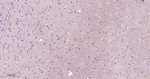 K-cadherin Antibody in Immunohistochemistry (Paraffin) (IHC (P))