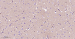 K-cadherin Recombinant Rabbit Monoclonal Antibody (5D2)