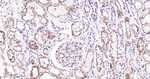 K-cadherin Antibody in Immunohistochemistry (Paraffin) (IHC (P))