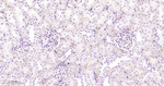 K-cadherin Antibody in Immunohistochemistry (Paraffin) (IHC (P))