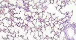 K-cadherin Antibody in Immunohistochemistry (Paraffin) (IHC (P))