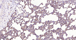 K-cadherin Antibody in Immunohistochemistry (Paraffin) (IHC (P))