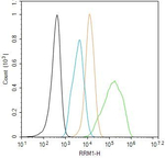 RRM1 Antibody in Flow Cytometry (Flow)
