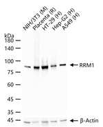 RRM1 Antibody in Western Blot (WB)