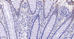 E2F4 Antibody in Immunohistochemistry (Paraffin) (IHC (P))