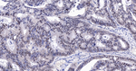 E2F4 Antibody in Immunohistochemistry (Paraffin) (IHC (P))