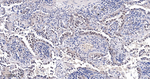E2F4 Antibody in Immunohistochemistry (Paraffin) (IHC (P))