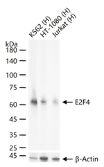 E2F4 Antibody in Western Blot (WB)