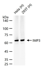 IMP3 Antibody in Western Blot (WB)