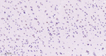 TLE1 Antibody in Immunohistochemistry (Paraffin) (IHC (P))