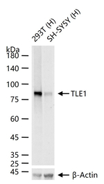 TLE1 Antibody in Western Blot (WB)