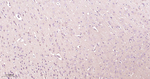 Presenilin 1 Antibody in Immunohistochemistry (Paraffin) (IHC (P))