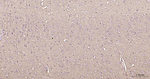 Creatine Kinase BB Antibody in Immunohistochemistry (Paraffin) (IHC (P))