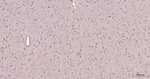 Creatine Kinase BB Antibody in Immunohistochemistry (Paraffin) (IHC (P))