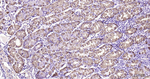 Creatine Kinase BB Antibody in Immunohistochemistry (Paraffin) (IHC (P))