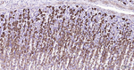 Creatine Kinase BB Antibody in Immunohistochemistry (Paraffin) (IHC (P))
