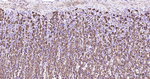 Creatine Kinase BB Antibody in Immunohistochemistry (Paraffin) (IHC (P))