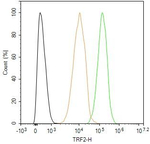 TRF2 Antibody in Flow Cytometry (Flow)