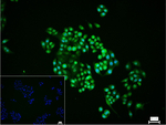 TRF2 Recombinant Rabbit Monoclonal Antibody (7G8)