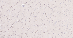 TRF2 Antibody in Immunohistochemistry (Paraffin) (IHC (P))