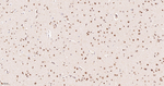 TRF2 Antibody in Immunohistochemistry (Paraffin) (IHC (P))