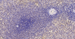 TRF2 Antibody in Immunohistochemistry (Paraffin) (IHC (P))