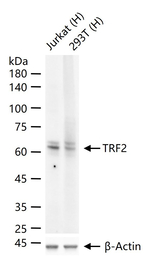 TRF2 Antibody in Western Blot (WB)