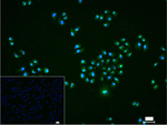 KDM5A Recombinant Rabbit Monoclonal Antibody (4G2)