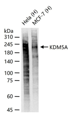 KDM5A Antibody in Western Blot (WB)
