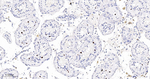 SRC1 Recombinant Rabbit Monoclonal Antibody (8G6)