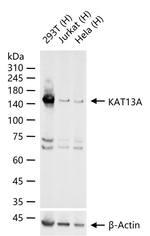 SRC1 Antibody in Western Blot (WB)